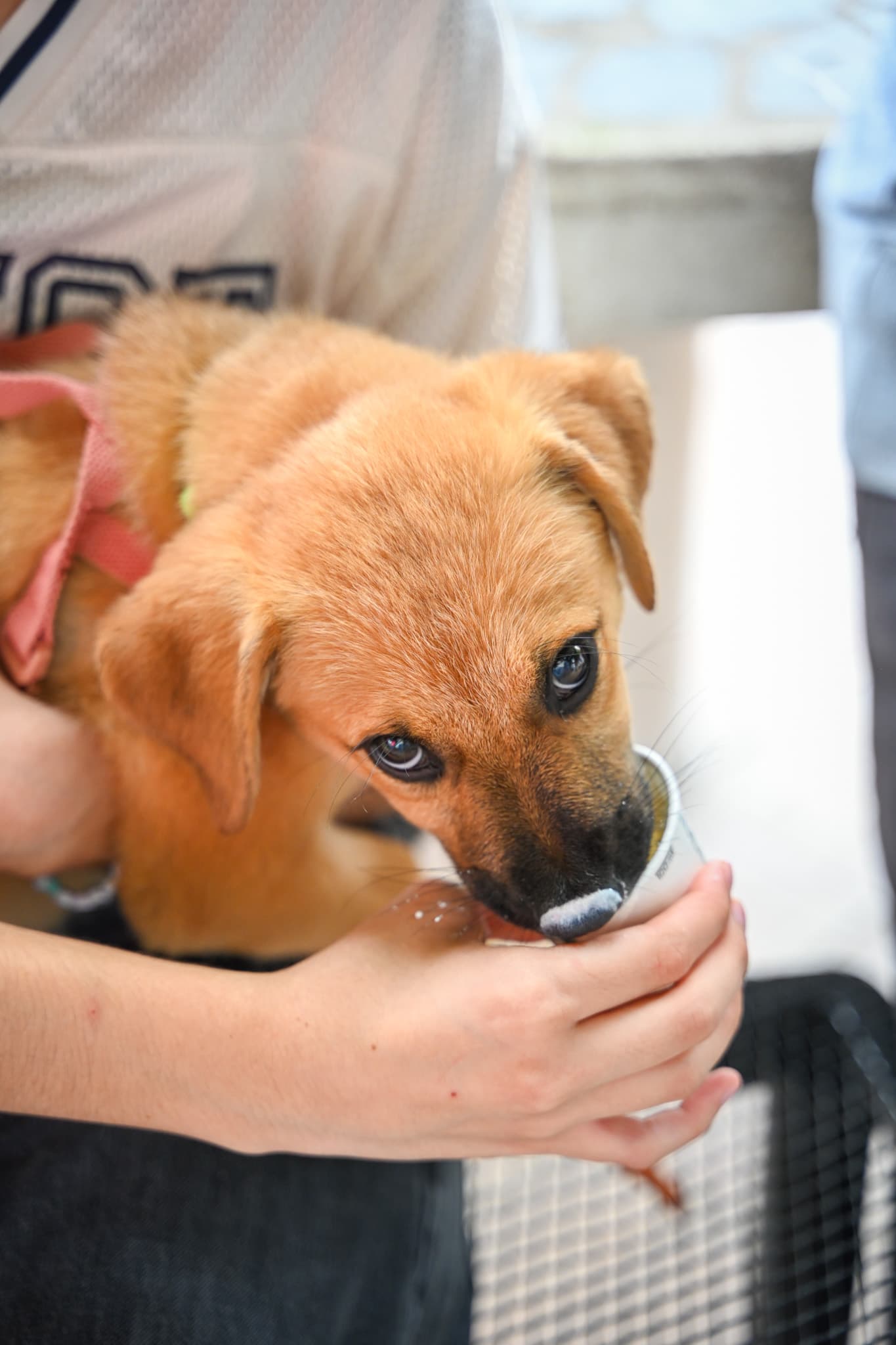 Cachorro rescatado tomando agua de la mano de un voluntario