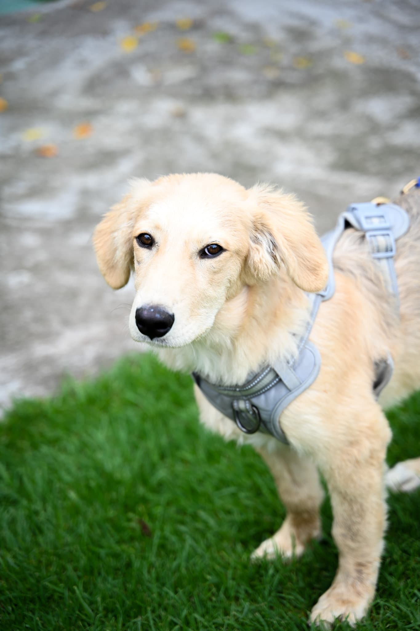 Perrita recuperada y saludable lista para ser adoptada