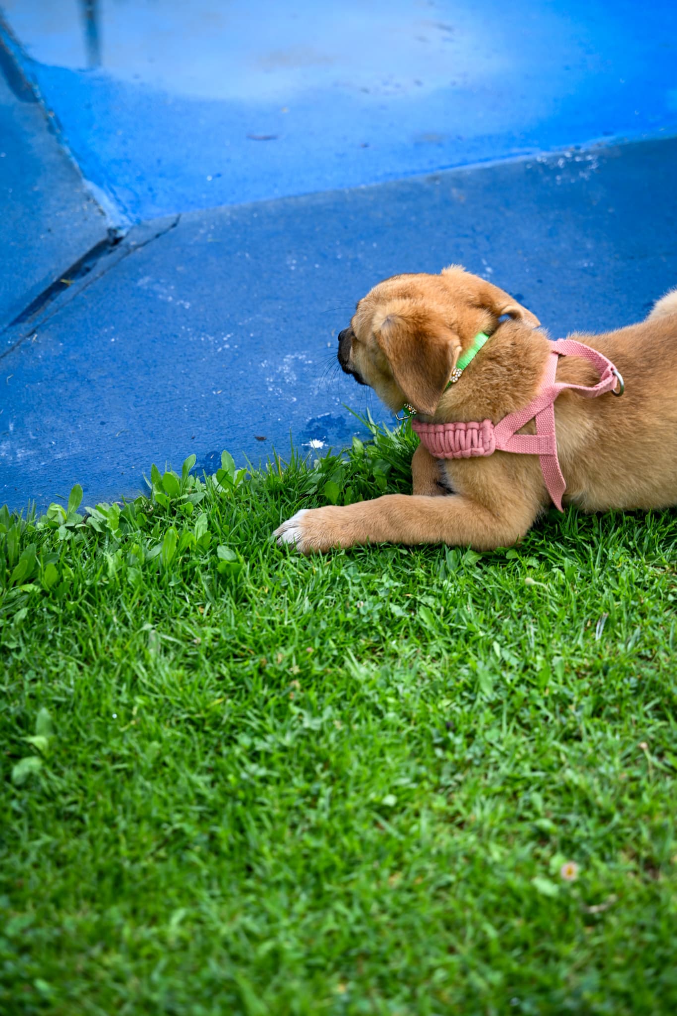 Cachorro descansando en el área exterior del refugio