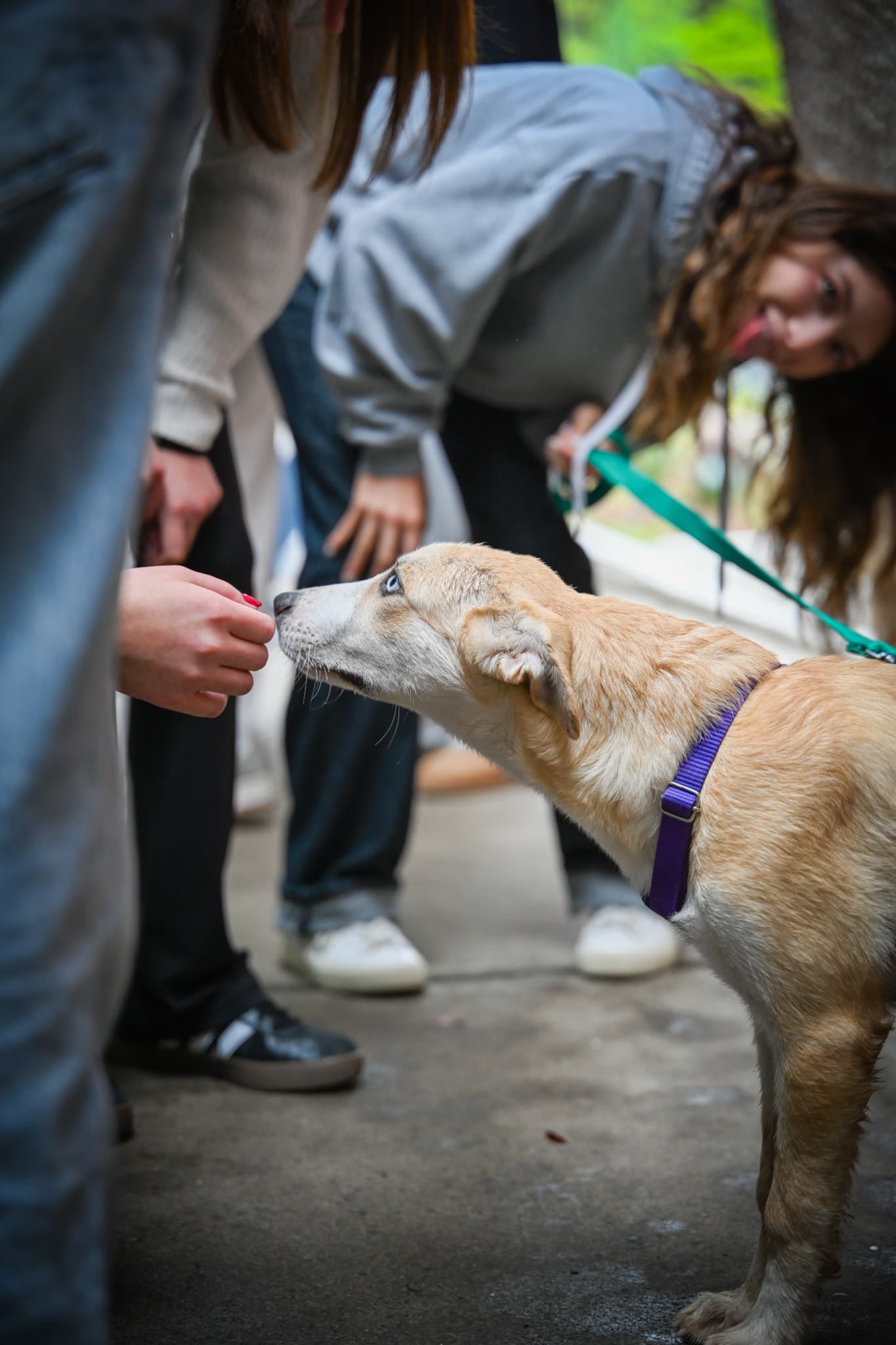 Visitantes conociendo a un perrito en una jornada de adopción